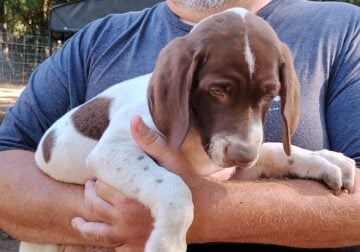 Ollie German Shorthaired Pointer