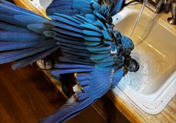 Bird for sale