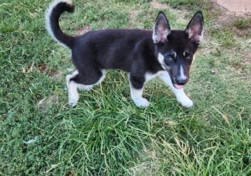 2 puppies for sale