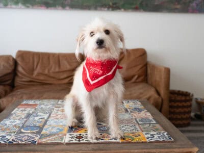 Terrier Pup Ready for Adoption!