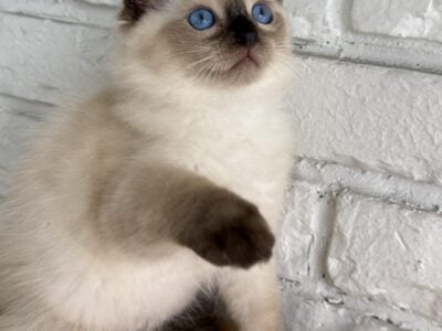 Male Seal Point Ragdoll Kitten Born: 04/10/2025