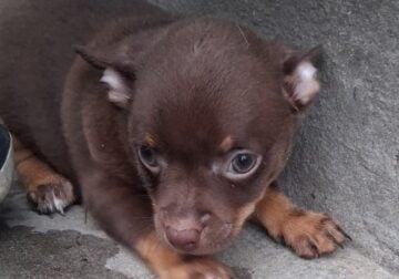 Adorable Little Chihuahua’s Female or Male