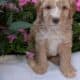 MINI AUSSIEDOODLE MALES