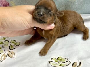 Yorkiepoo babies