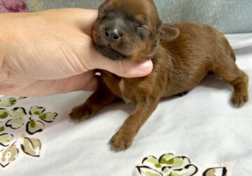 Yorkiepoo babies