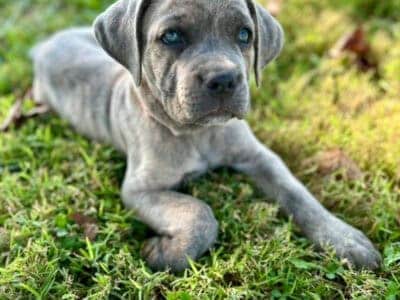 ICCF Cane Corso Puppies