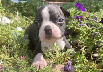 Aster, handsome boston terrier male puppy