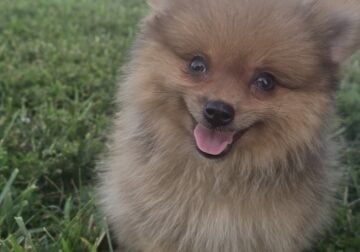 Pomeranian Puppies