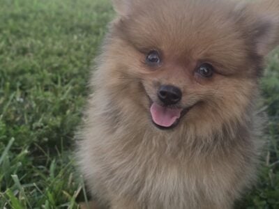 Pomeranian Puppies