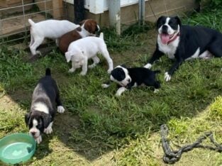 AKC Registered Boxer puppies