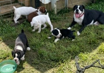 AKC Registered Boxer puppies