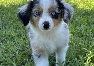 ASDR Mini Australian Shepherd