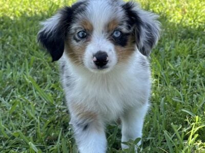 ASDR Mini Australian Shepherd