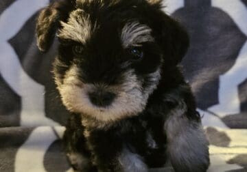 Mini Schnauzer Puppies