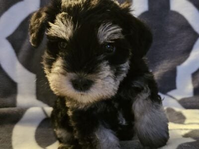 Mini Schnauzer Puppies