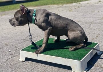 American bully standard