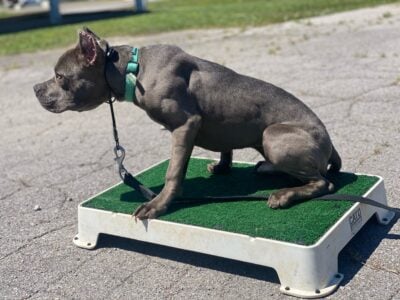 American bully standard