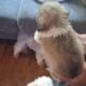 Beautiful shihtzu puppies