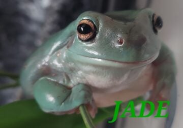 WHITES TREE FROGS MALE AND FEMALE 1YR OLD