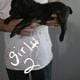 Full blooded cane corso puppies