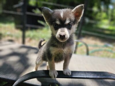Pomskies