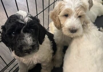 Mini Labradoodle