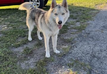 Beautiful Young Siberian Husky