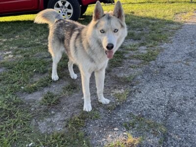 Beautiful Young Siberian Husky
