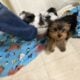 CKC FEMALE YORKIE
