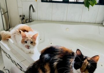 Maicon Cats Available