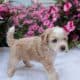 MINI AUSSIEDOODLE MALES