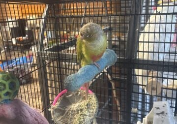 Conure