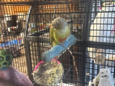 Conure