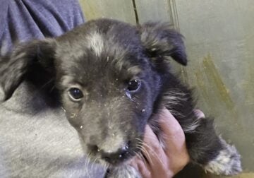 Australian shepherd border collie puppies