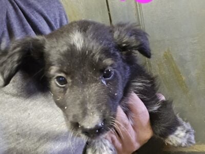 Australian shepherd border collie puppies