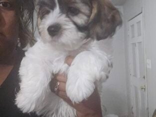 Tri Male Cavapoo x malshi