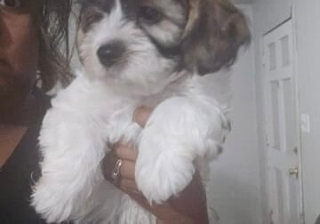Tri Male Cavapoo x malshi