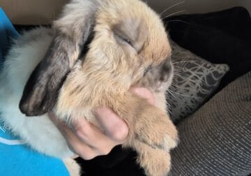 BEAUTIFUL PUREBRED LIONHEADS AND HOLLAND LOPS