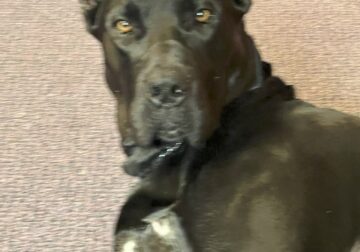 Great Dane