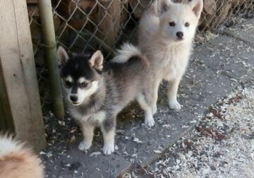 Mini Husky Puppies