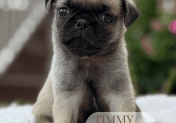 Pug puppies