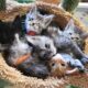 Maine Coon Kittens
