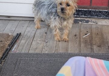 Yorkies
