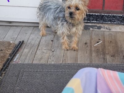 Yorkies