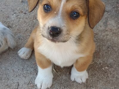 Mini corgis!!!