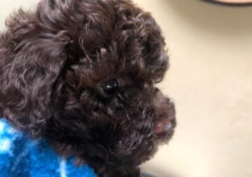 Puppies toy/ mini poodle Redwood Falls MN