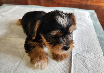 Male Yorkie Puppy