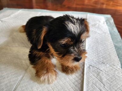 Male Yorkie Puppy