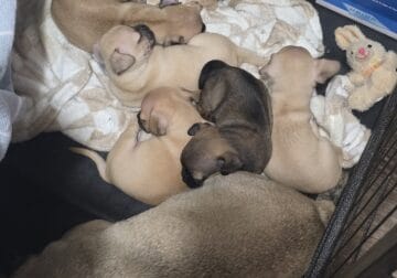Chug puppies for sale