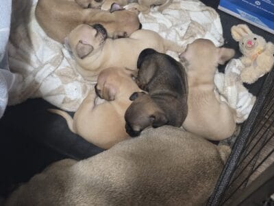Chug puppies for sale
